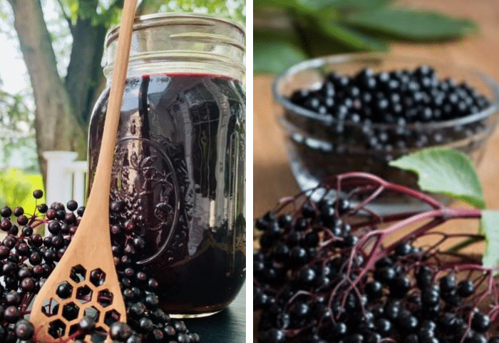 Here’s why elderberry is the most antiviral fruit known to man