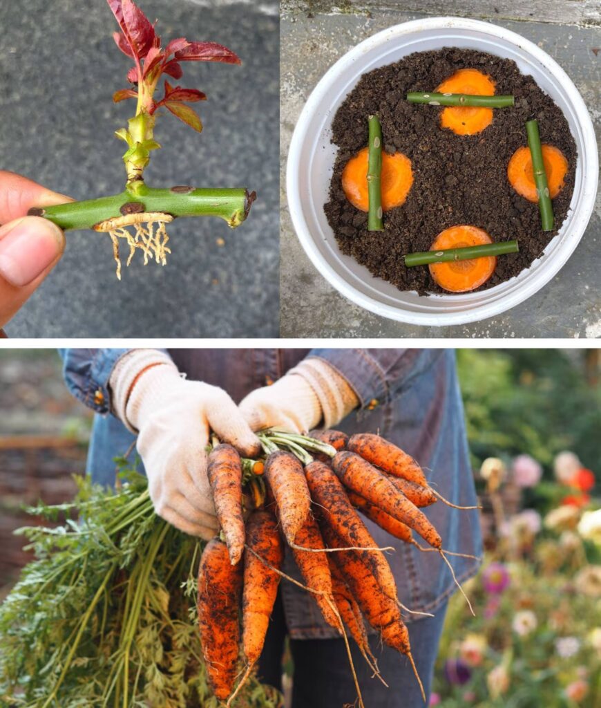 You will be surprised by how to propagate roses with carrots…