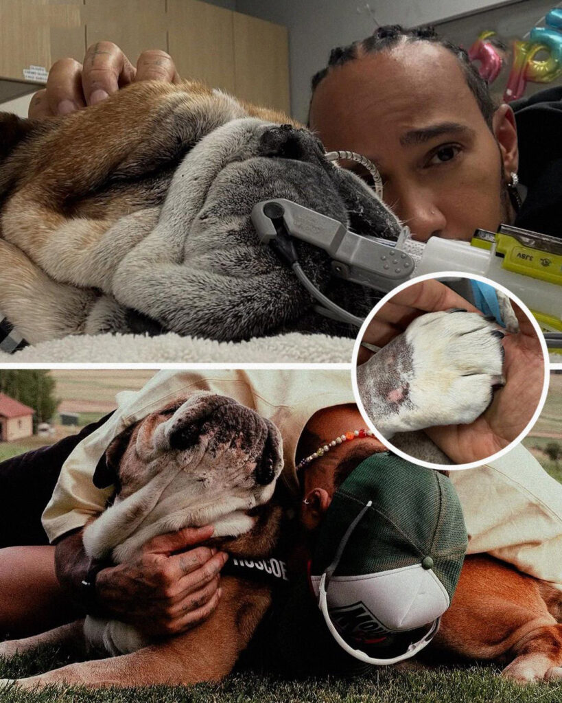 F1 Champion Lewis Hamilton Announces Beloved Dog Roscoe Has Died